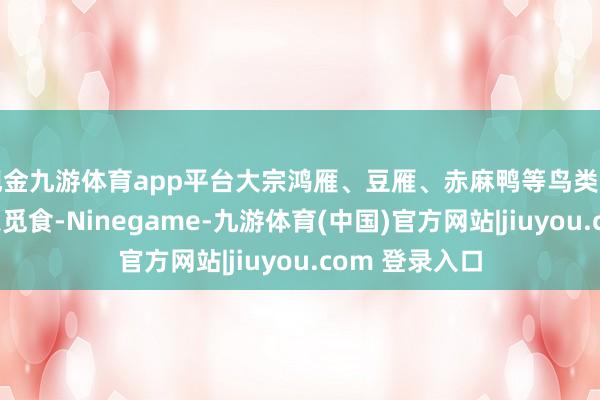 现金九游体育app平台大宗鸿雁、豆雁、赤麻鸭等鸟类汇集在库区栖息觅食-Ninegame-九游体育(中国)官方网站|jiuyou.com 登录入口